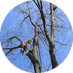 Timothy Arborist